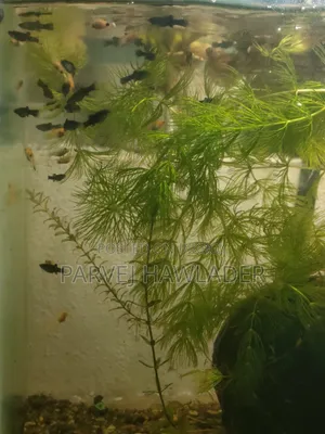 Molly Fish and Aquarium