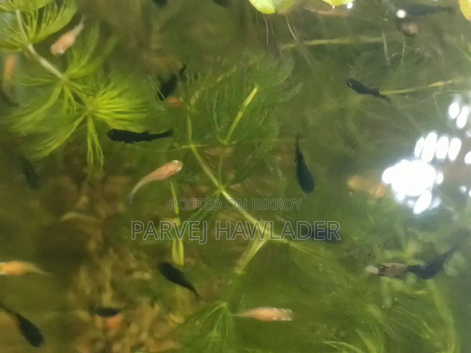 Molly Fish and Aquarium