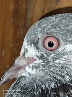 Golden Male Pigeon
