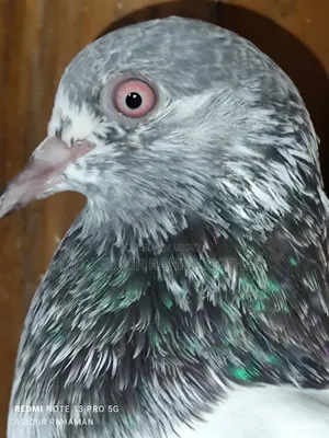 Golden Male Pigeon