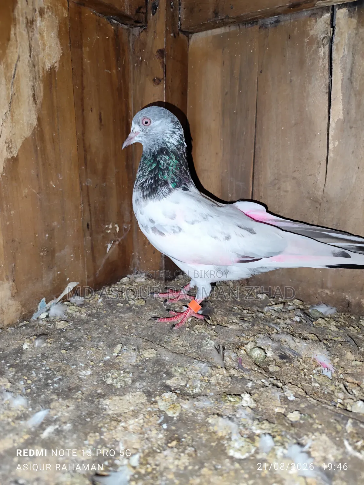 Golden Male Pigeon