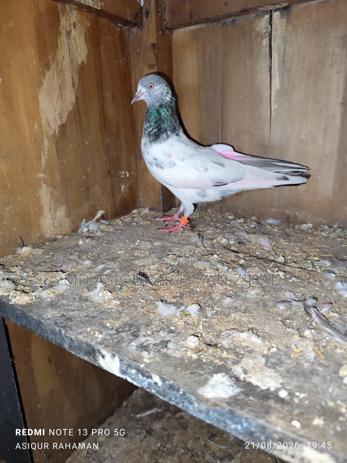 Golden Male Pigeon