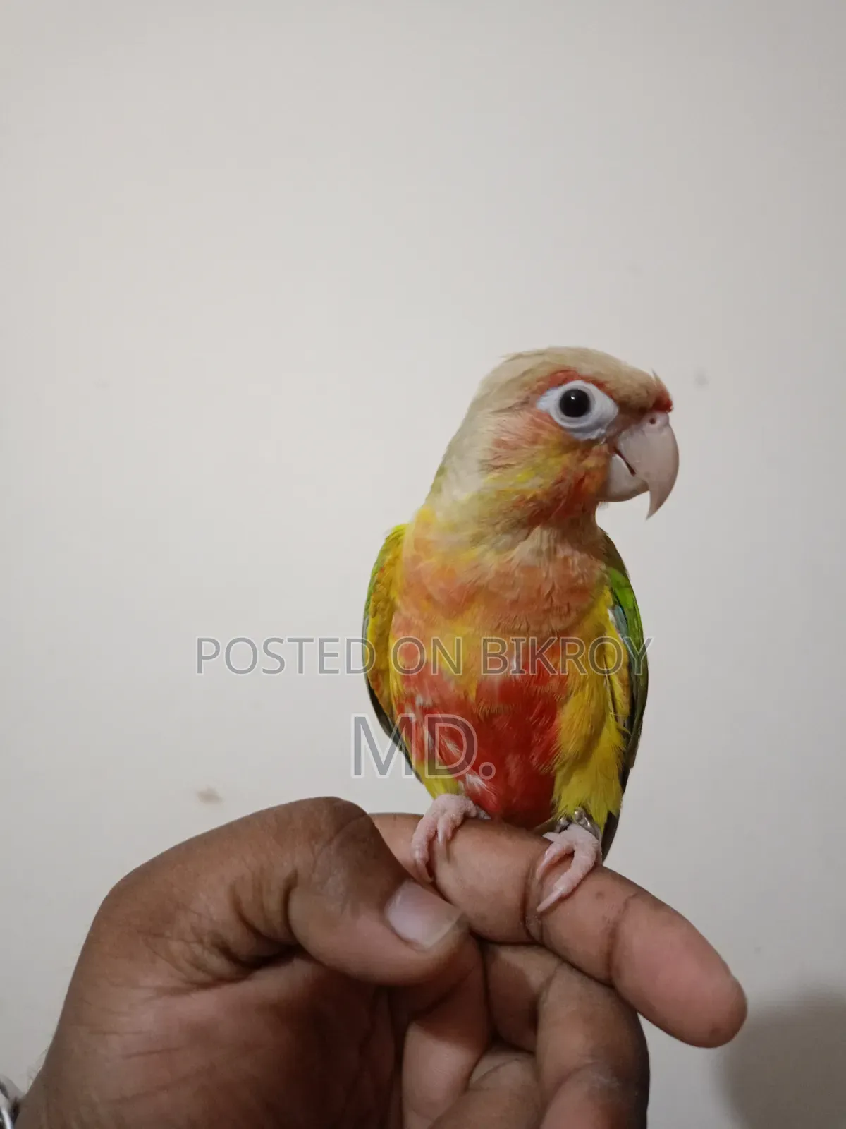 সম্পূর্ণ পোষ মানো পাইনএপল কোনূর