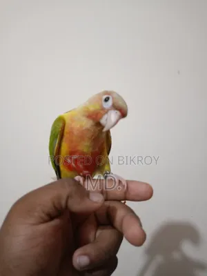 সম্পূর্ণ পোষ মানো পাইনএপল কোনূর