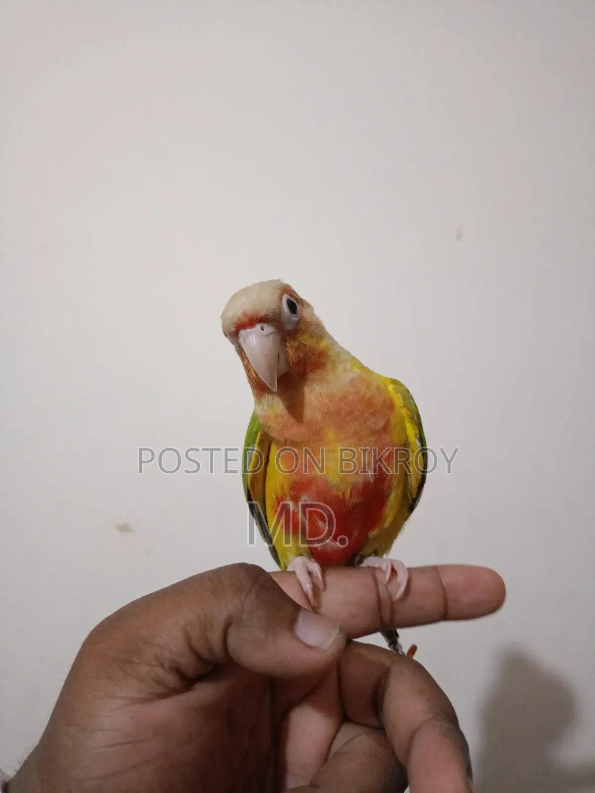 সম্পূর্ণ পোষ মানো পাইনএপল কোনূর