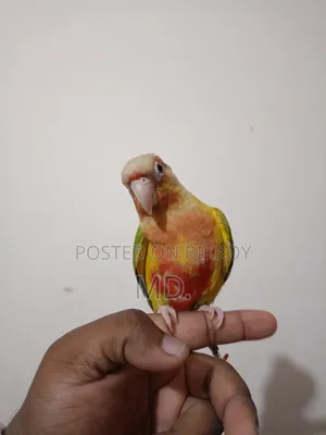 সম্পূর্ণ পোষ মানো পাইনএপল কোনূর