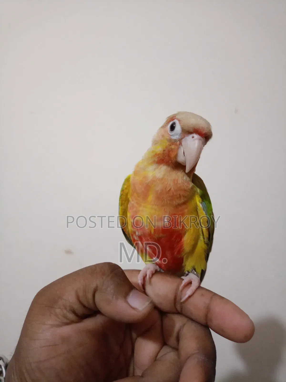 সম্পূর্ণ পোষ মানো পাইনএপল কোনূর