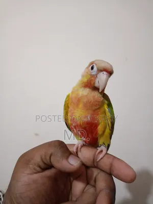সম্পূর্ণ পোষ মানো পাইনএপল কোনূর