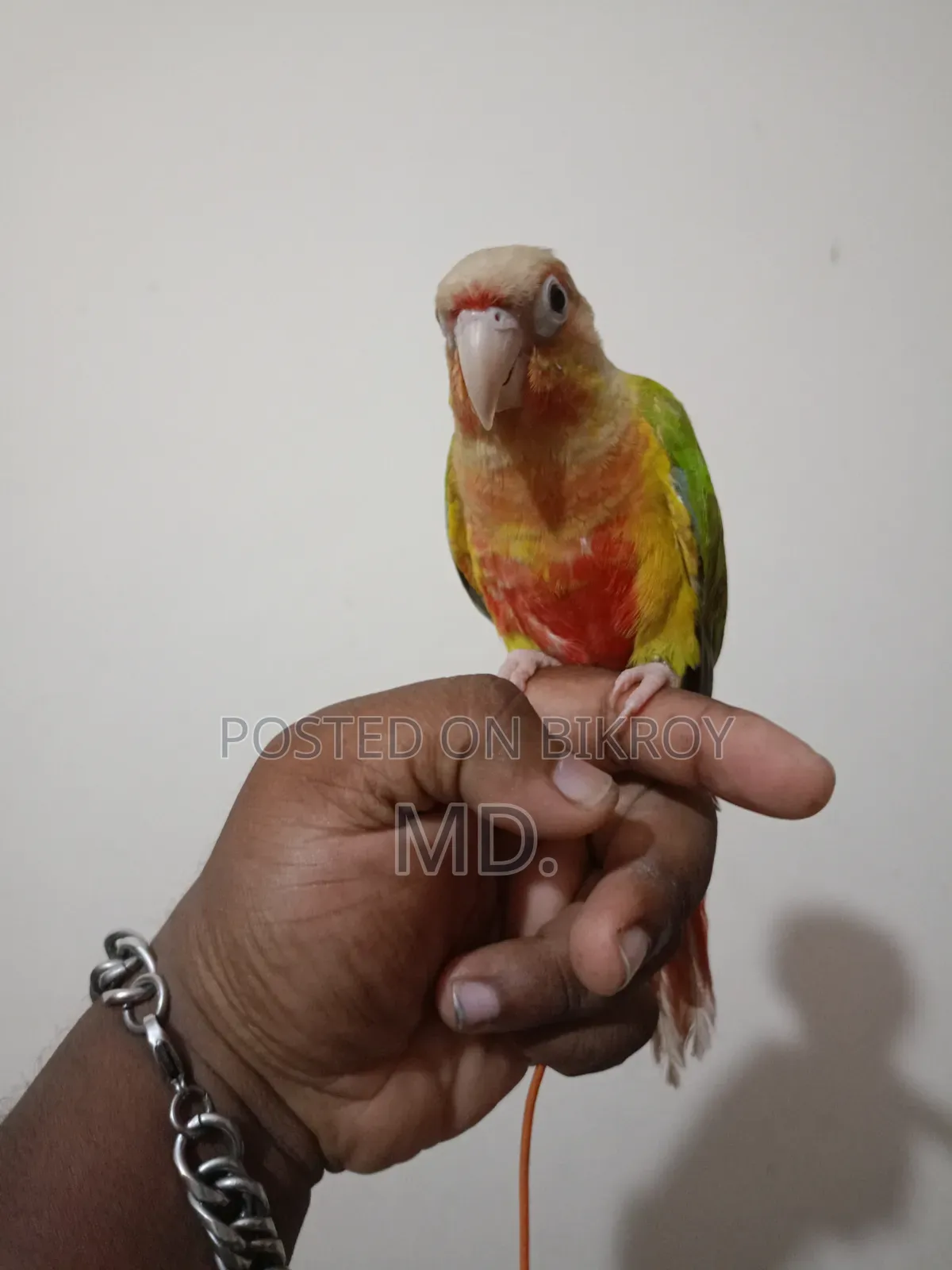 সম্পূর্ণ পোষ মানো পাইনএপল কোনূর