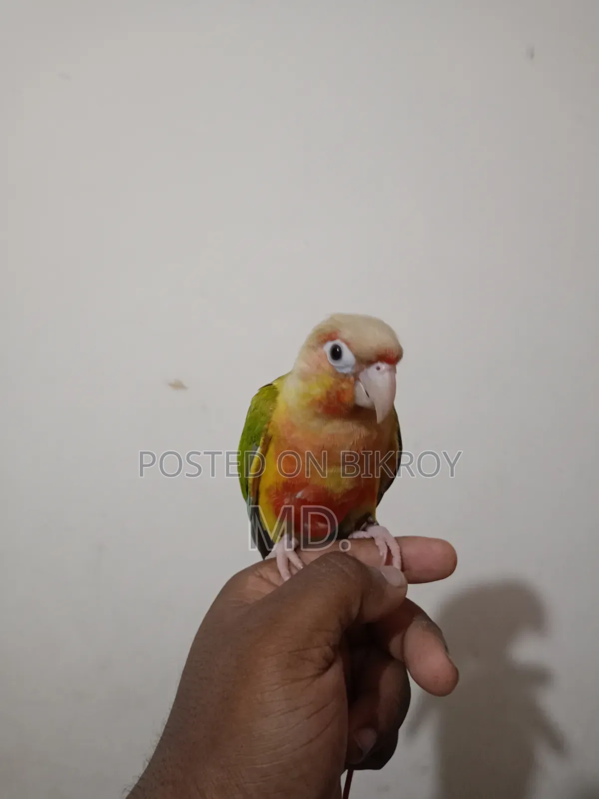 সম্পূর্ণ পোষ মানো পাইনএপল কোনূর