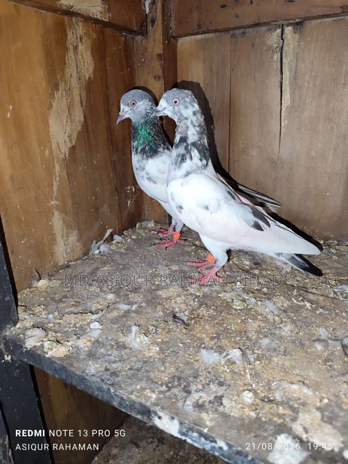 Golden Male Pigeon