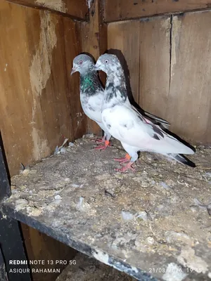 Golden Male Pigeon