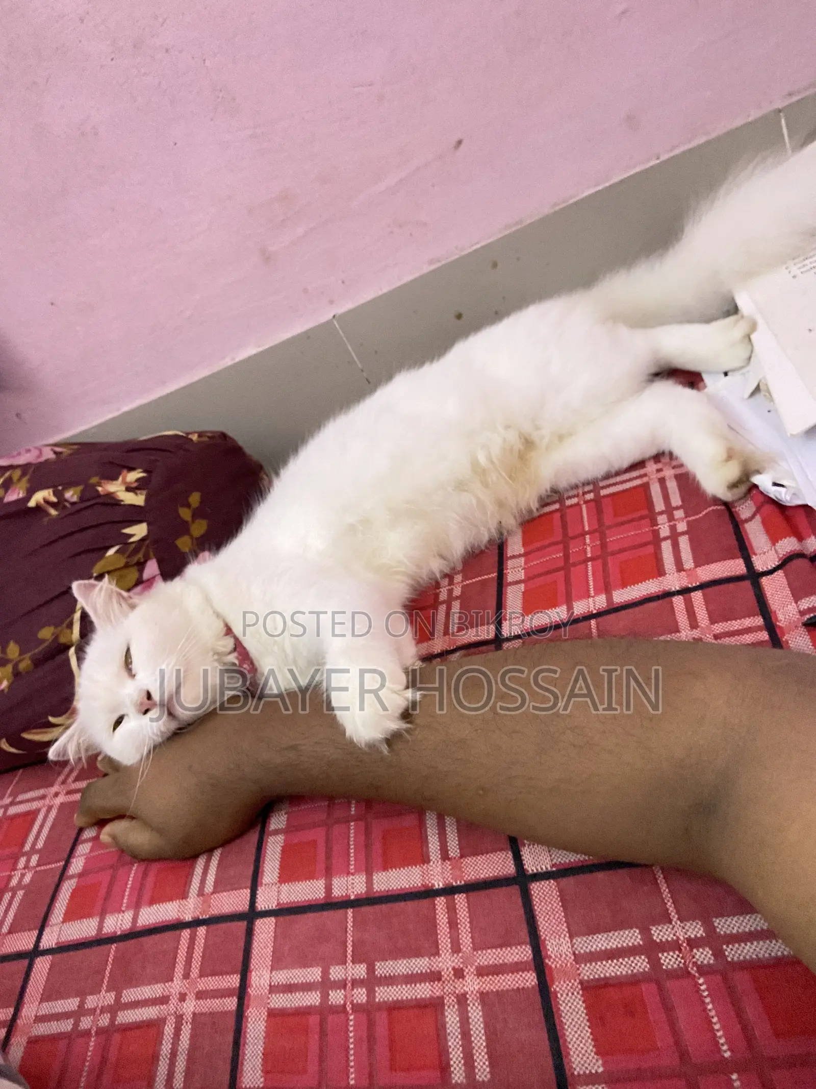 ১+ বছরের ফিমেল পিওরব্রেড পার্সিয়ান