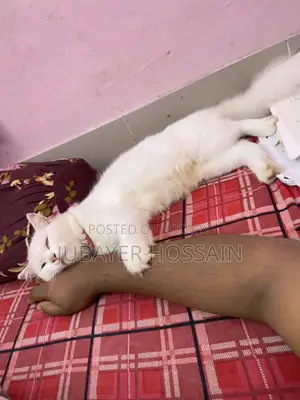 ১+ বছরের ফিমেল পিওরব্রেড পার্সিয়ান