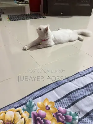 ১+ বছরের ফিমেল পিওরব্রেড পার্সিয়ান