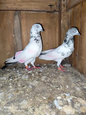 Running Chat Male Pigeon