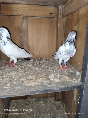 Running Chat Male Pigeon
