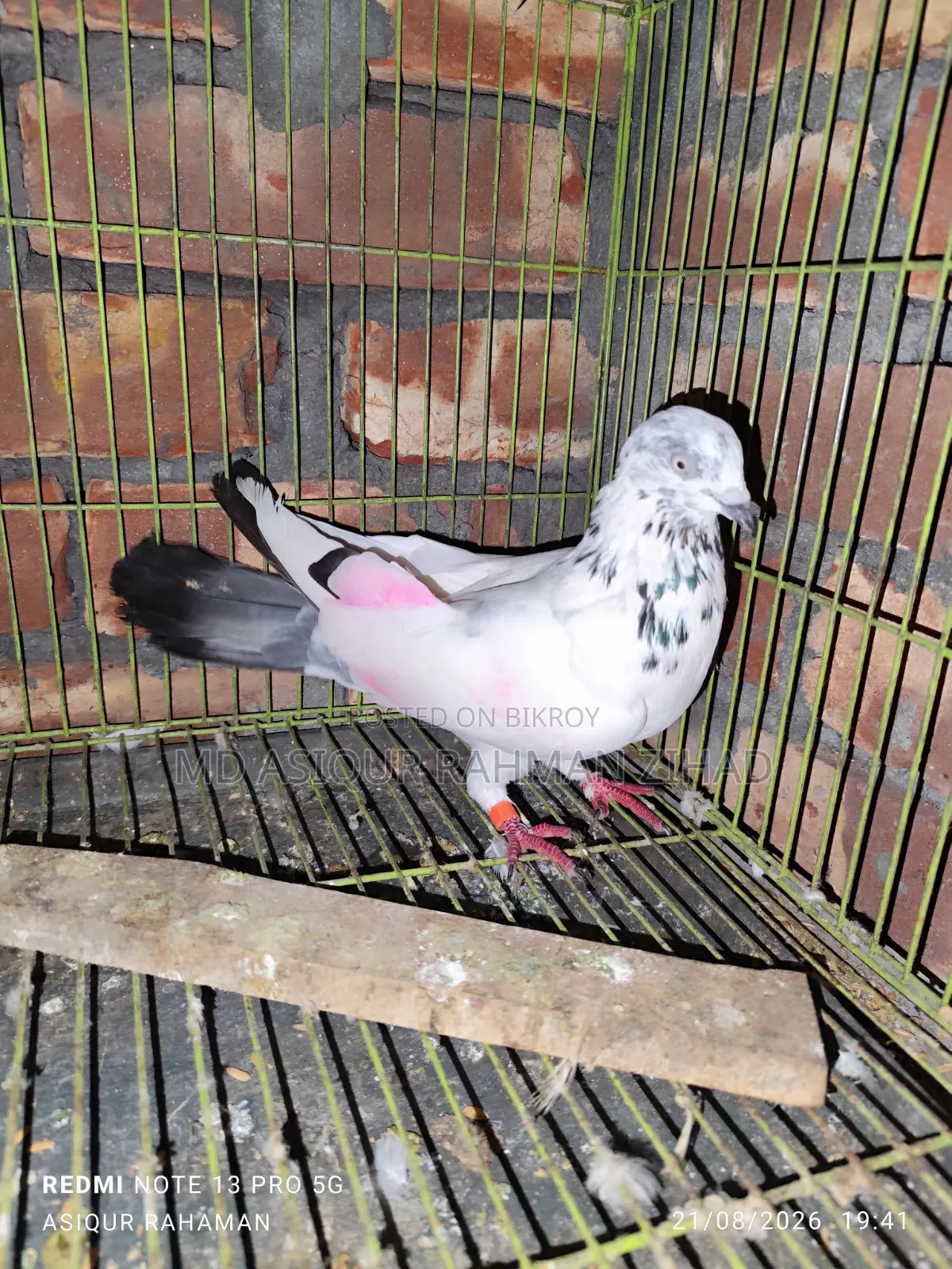 Running Chat Male Pigeon