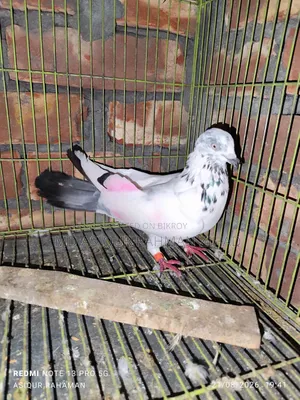 Running Chat Male Pigeon