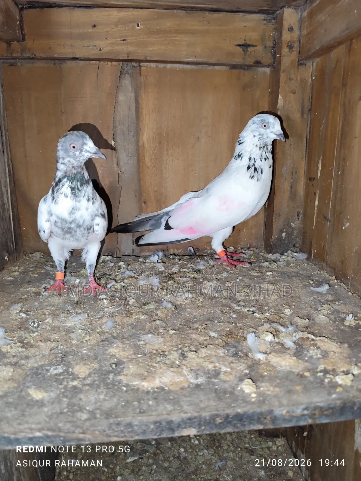 Running Chat Male Pigeon