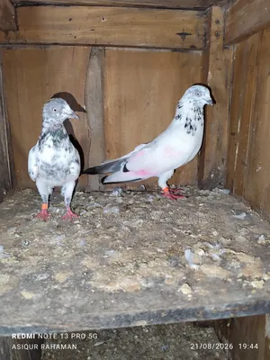 Running Chat Male Pigeon
