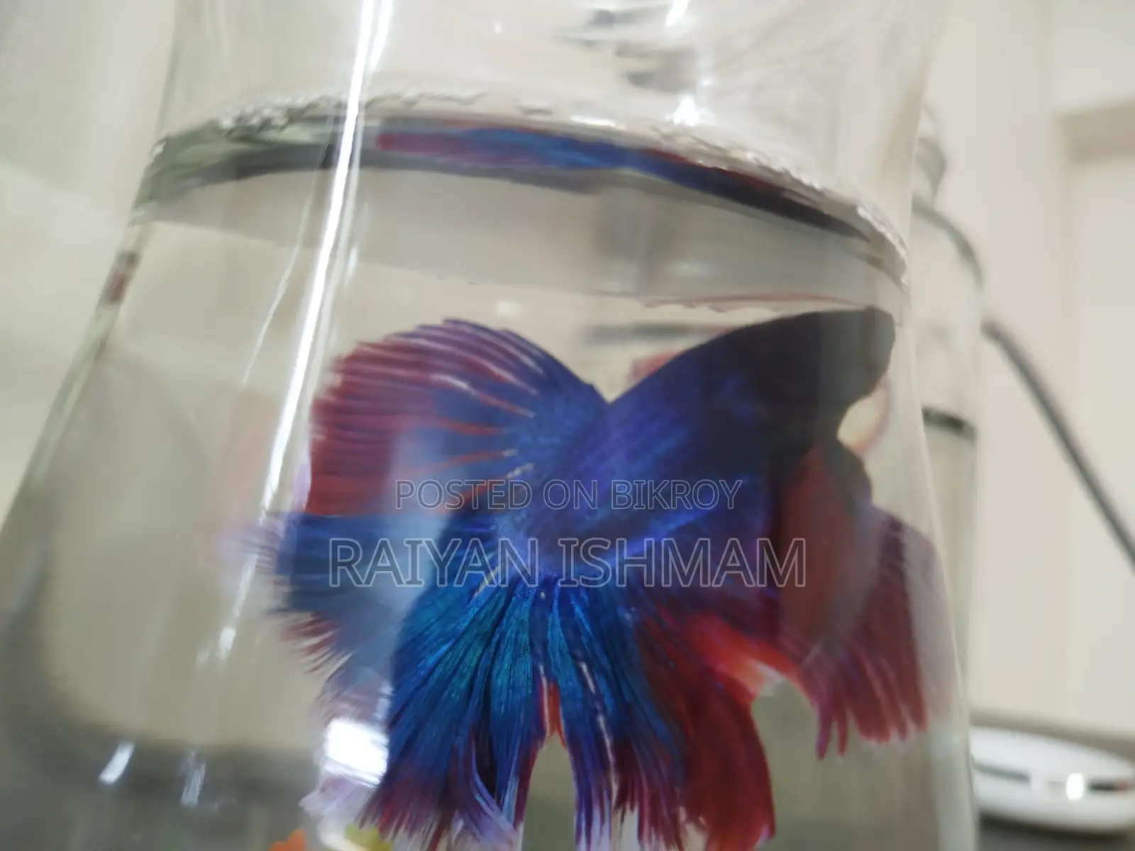 Half Moon Betta/ Fighter