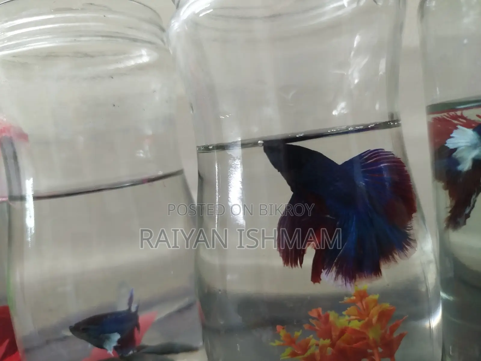 Half Moon Betta/ Fighter