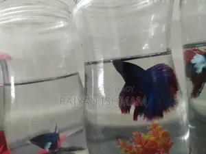 Half Moon Betta/ Fighter