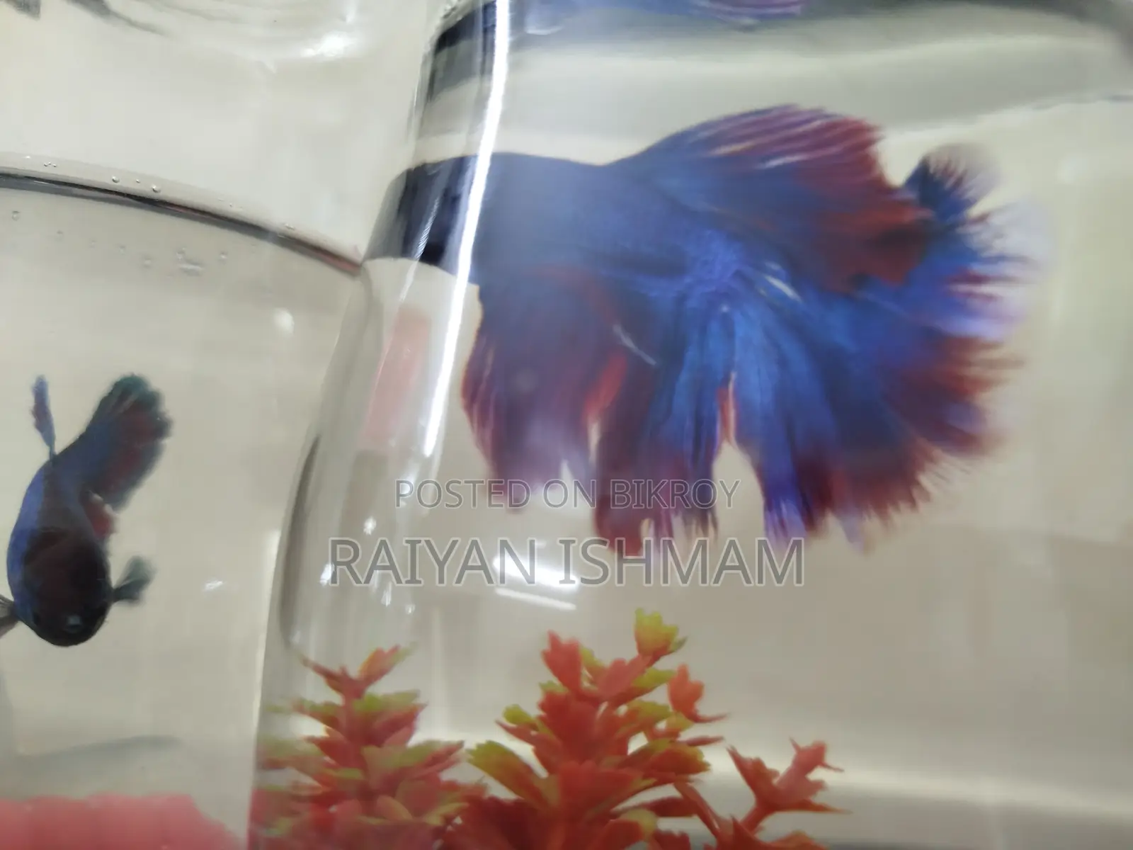 Half Moon Betta/ Fighter