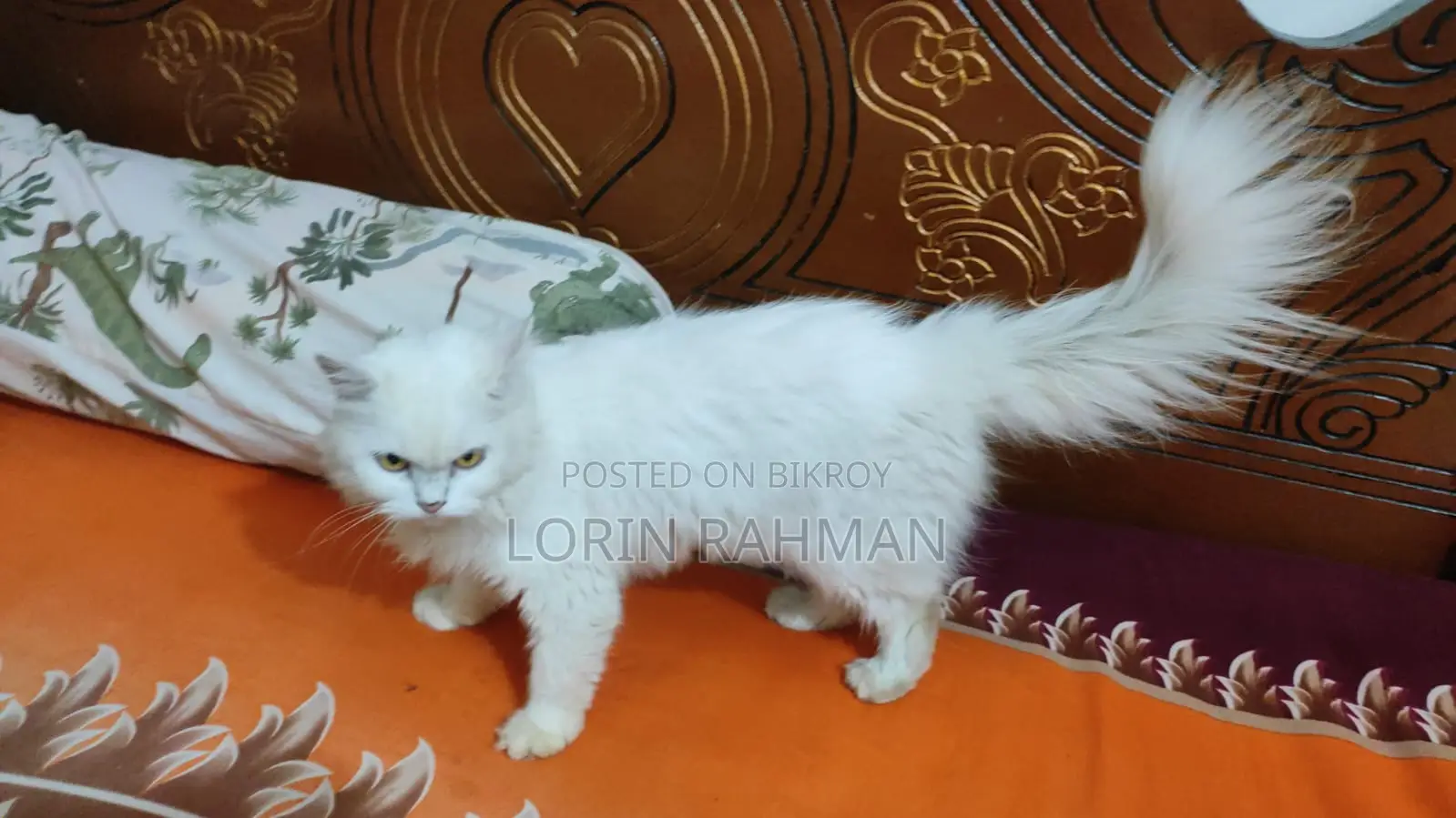 ৩-৬ মাসের মাদি মিক্সড ব্রিড পার্সিয়ান বিড়াল