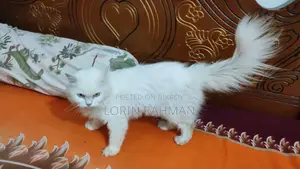 ৩-৬ মাসের মাদি মিক্সড ব্রিড পার্সিয়ান বিড়াল