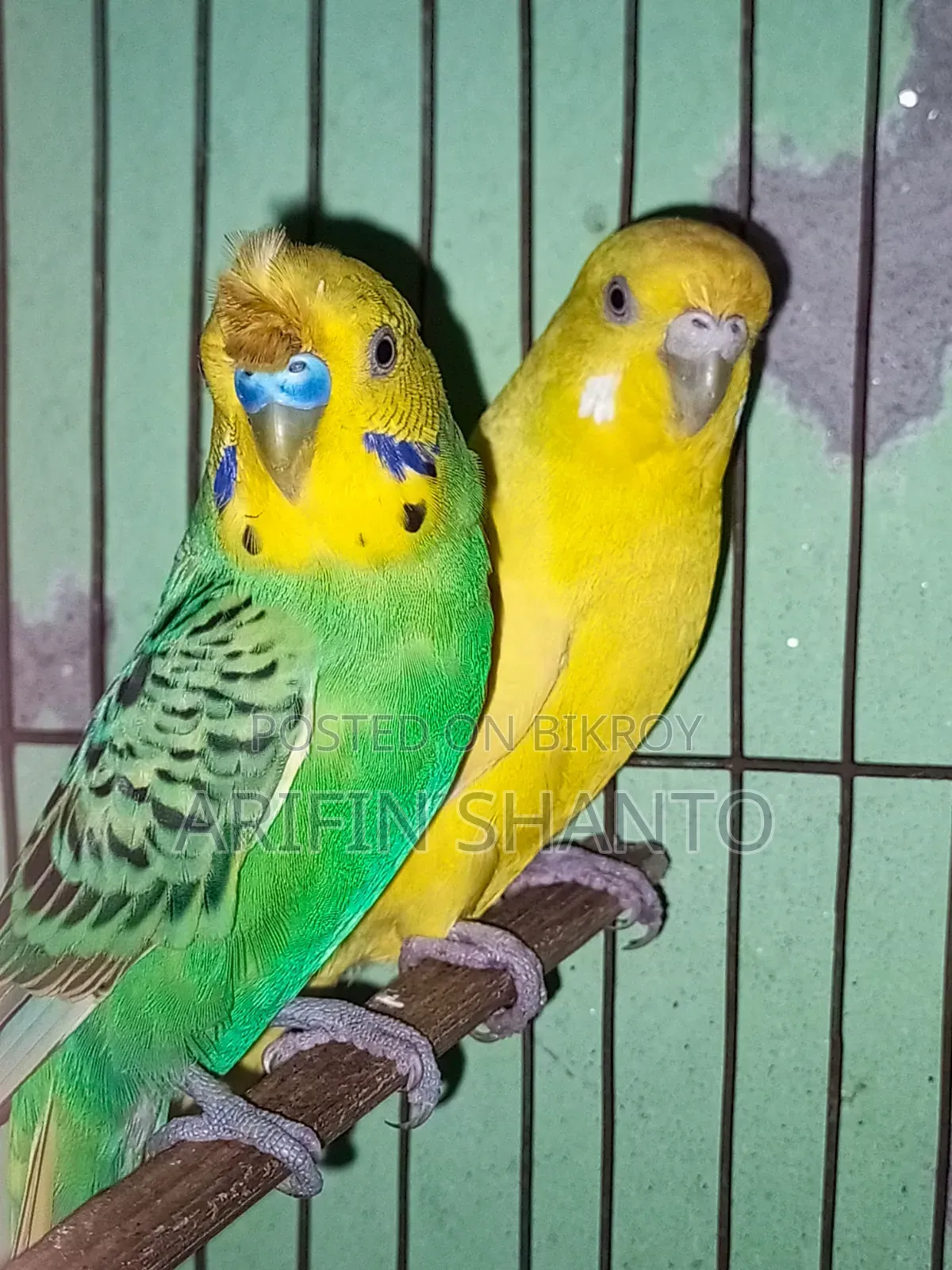 রানিং বাজিগার সুন্দর পেয়ার সেল হবে