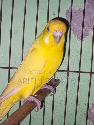 রানিং বাজিগার সুন্দর পেয়ার সেল হবে