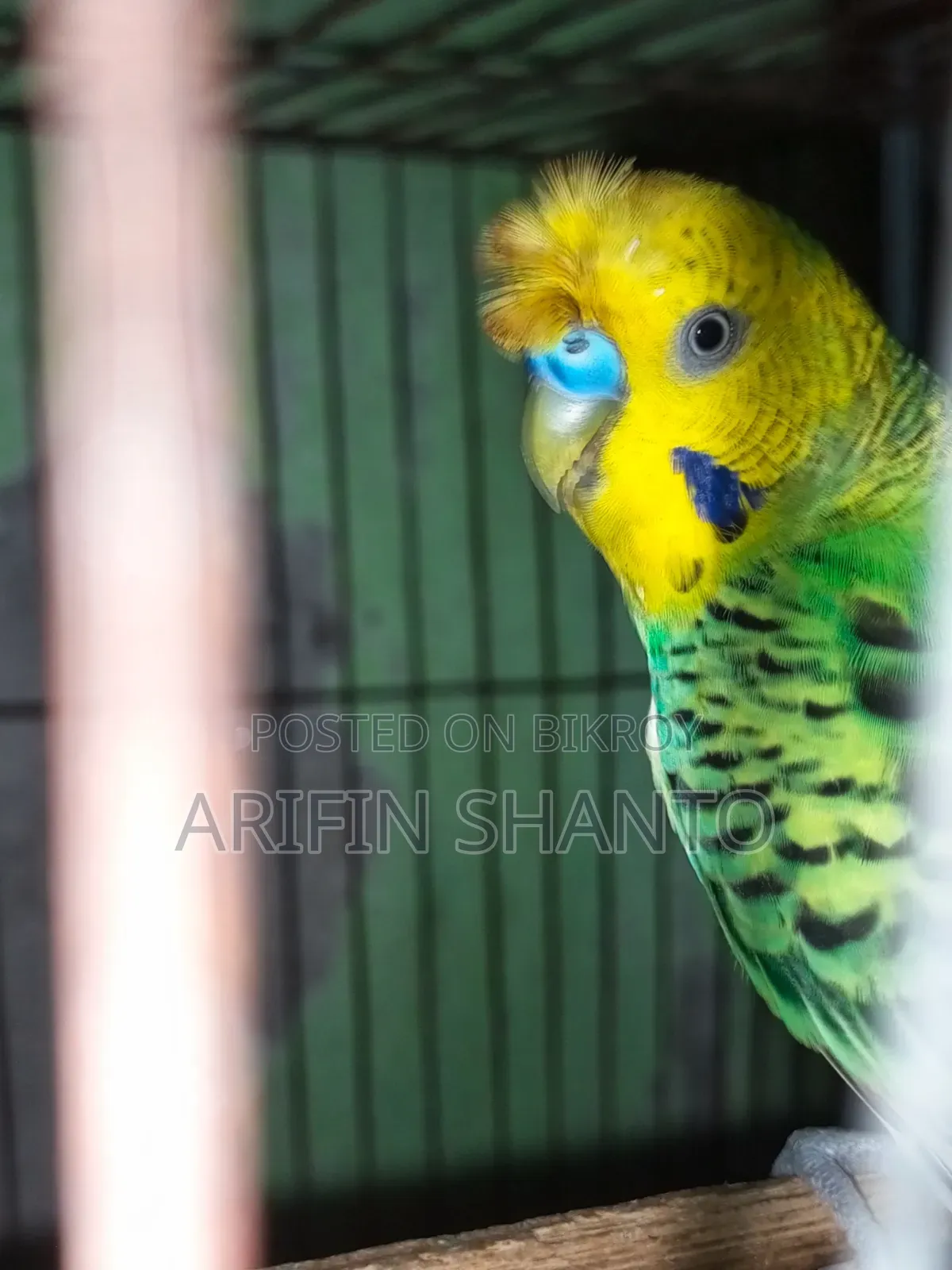 রানিং বাজিগার সুন্দর পেয়ার সেল হবে