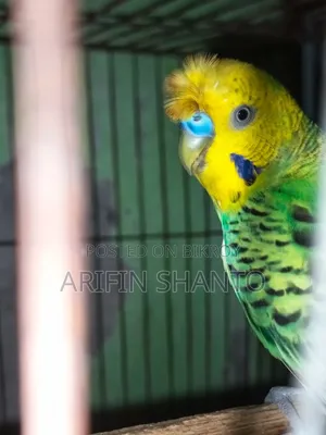 রানিং বাজিগার সুন্দর পেয়ার সেল হবে