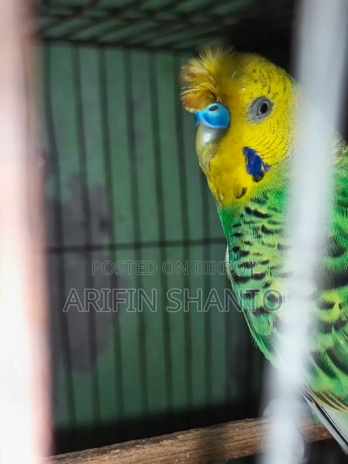 রানিং বাজিগার সুন্দর পেয়ার সেল হবে