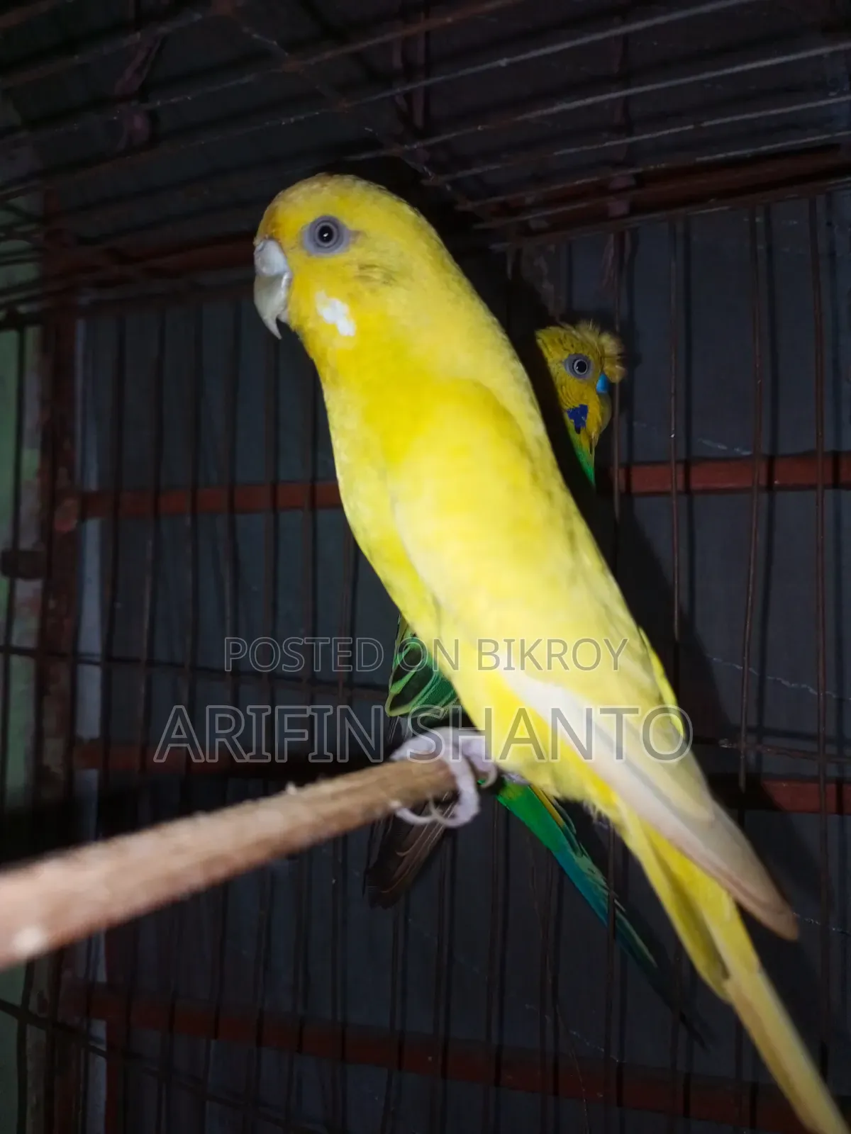 রানিং বাজিগার সুন্দর পেয়ার সেল হবে