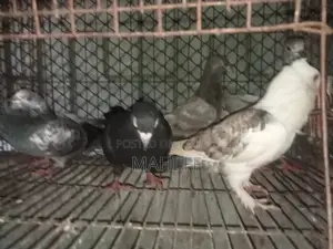 Pigeon for Sale