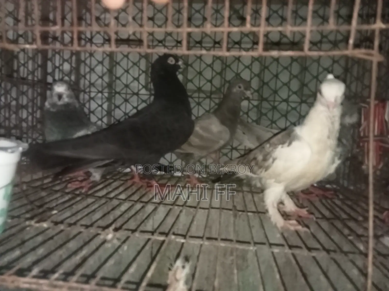 Pigeon for Sale