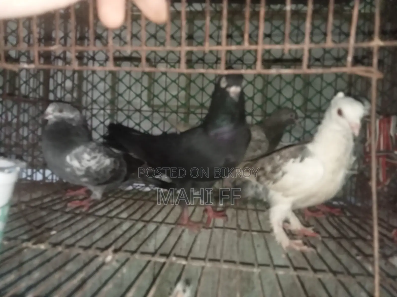 Pigeon for Sale