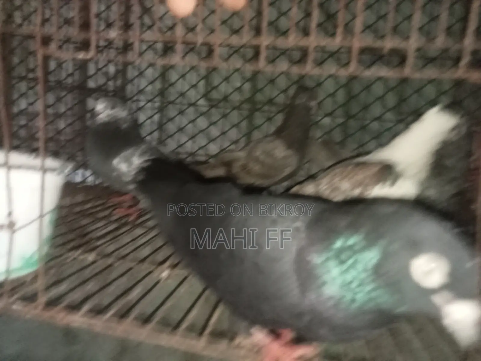 Pigeon for Sale
