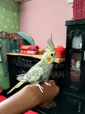 লুটিনো ককাটেল