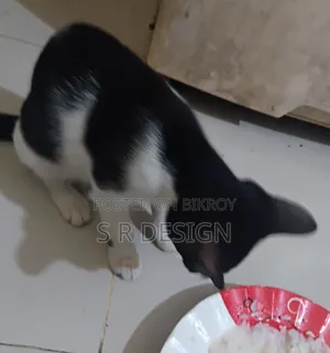 ১-৩ মাসের স্ত্রী মিশ্র জাতের বেঙ্গল