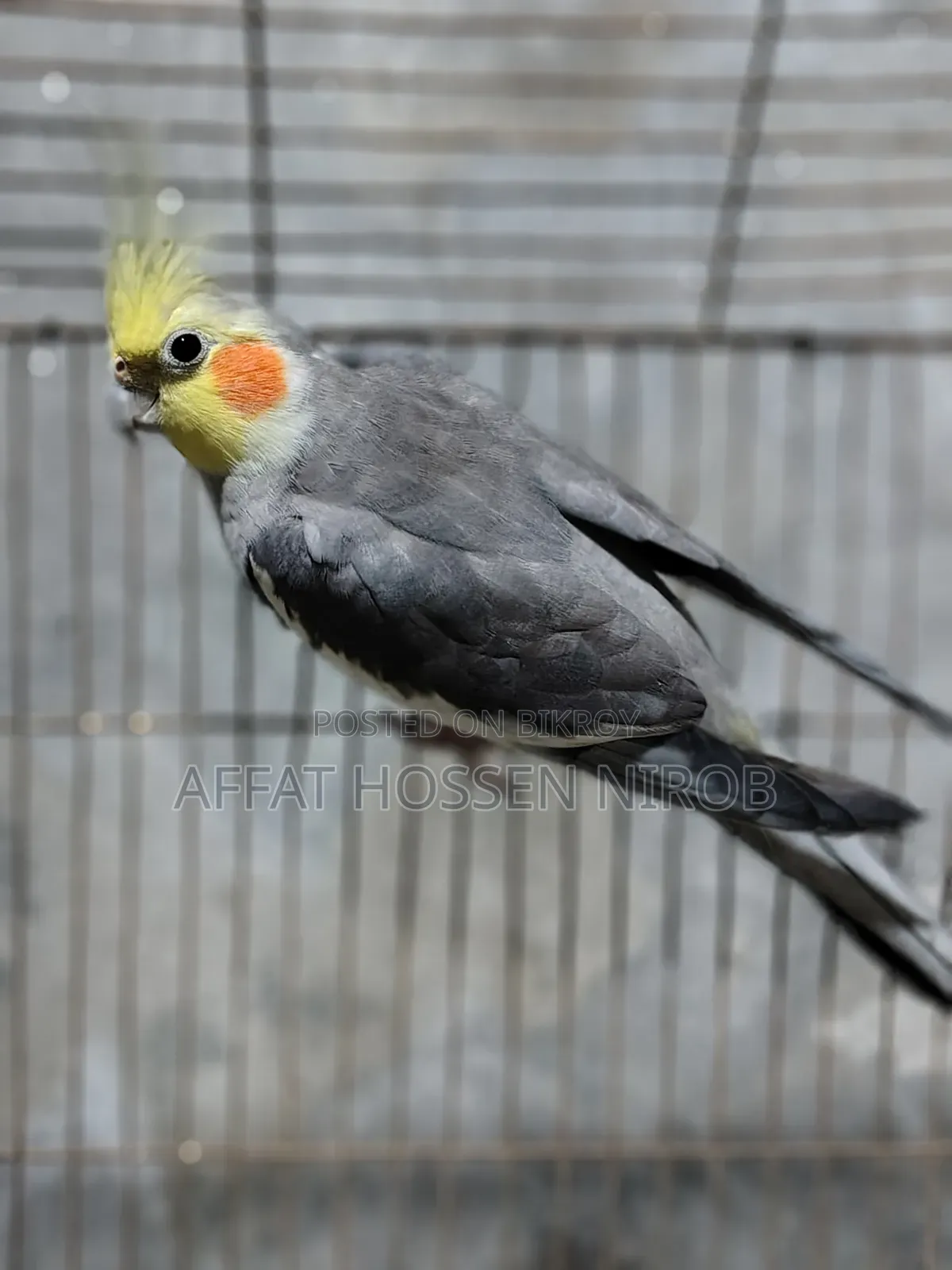 ককটেল পাখি কালার কোয়ালিটি