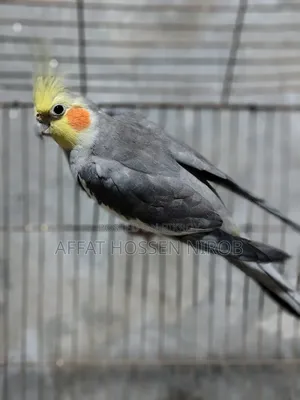 ককটেল পাখি কালার কোয়ালিটি