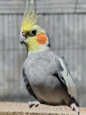 ককটেল পাখি কালার কোয়ালিটি