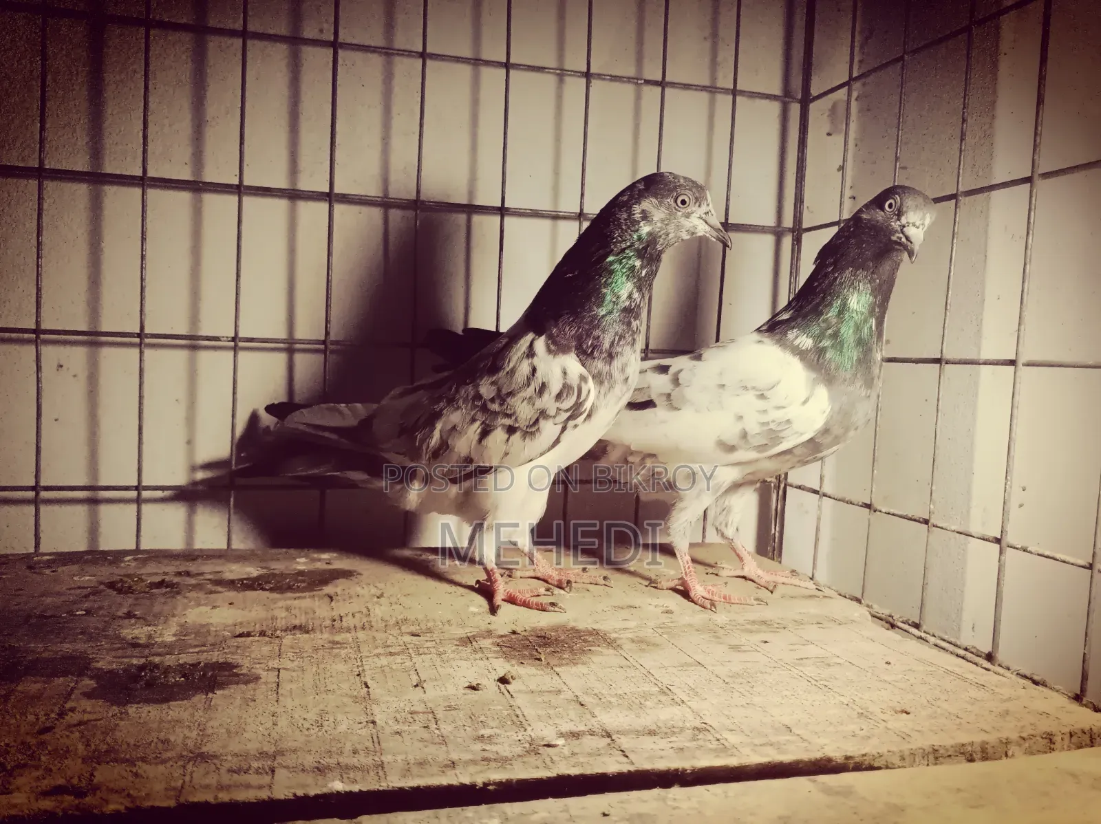 Golden Kalshira Pigeon 1 Pair Trusted