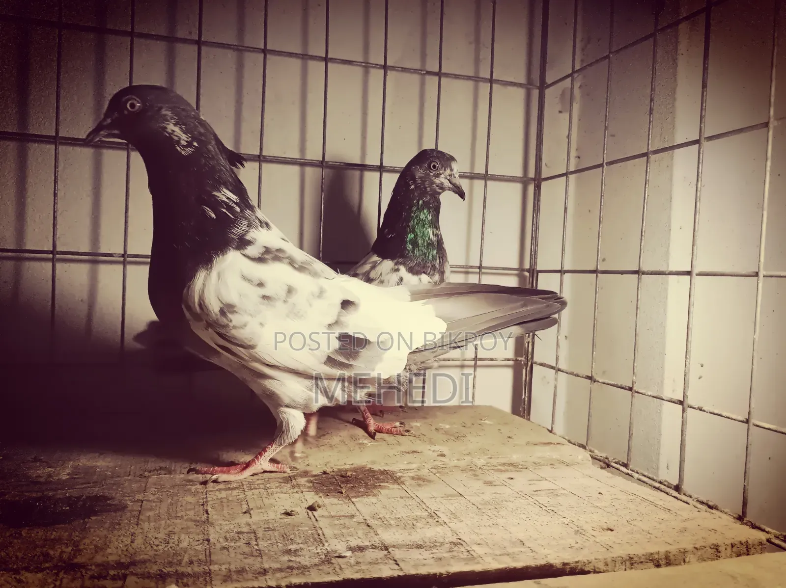 Golden Kalshira Pigeon 1 Pair Trusted