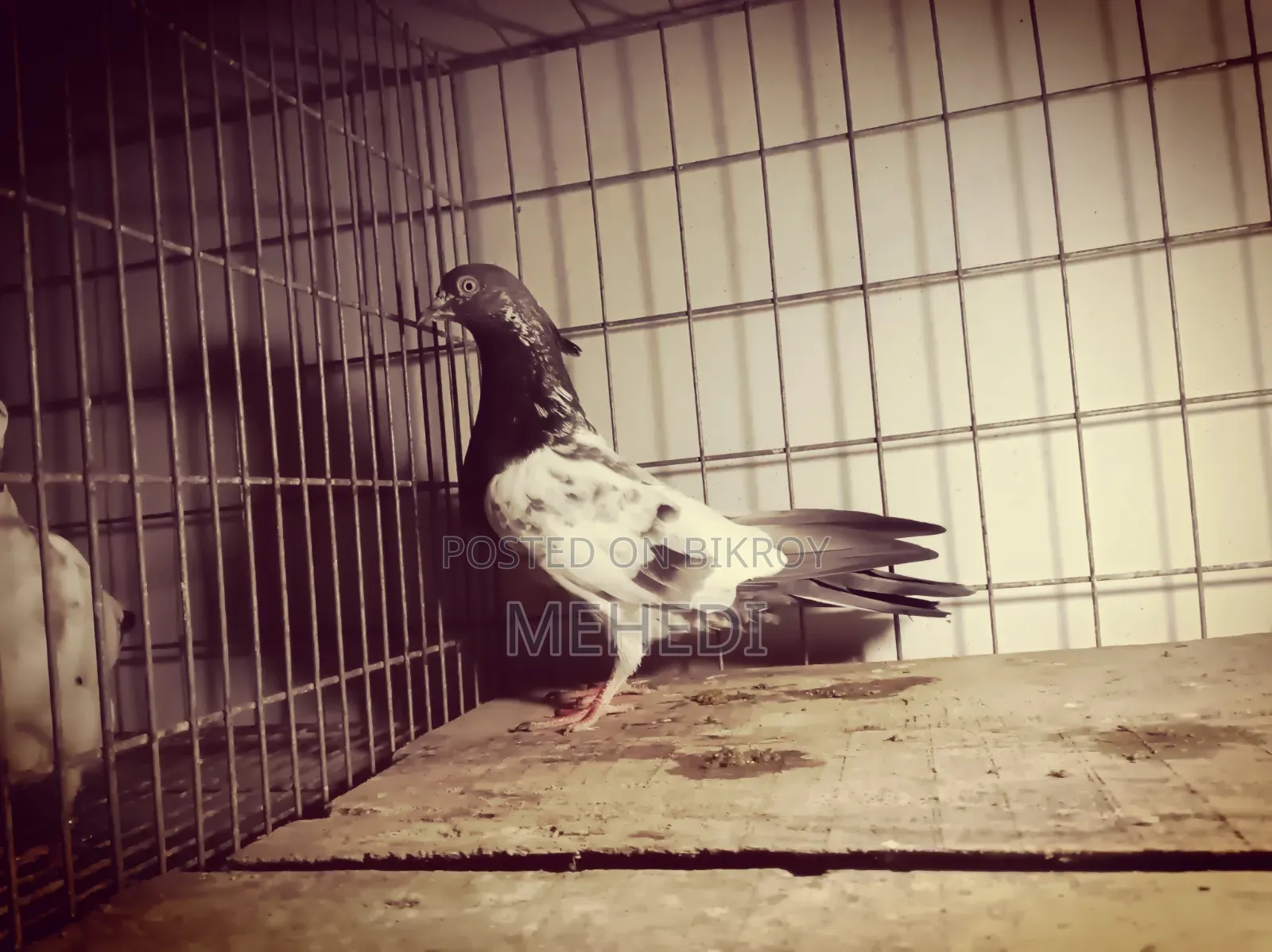 Golden Kalshira Pigeon 1 Pair Trusted