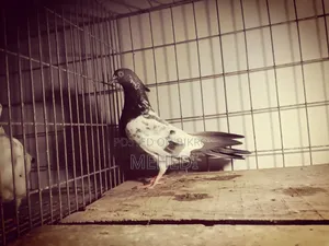 Golden Kalshira Pigeon 1 Pair Trusted